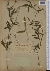 Lathyrus clymenum L., Ботанические сады и дендрарии (GARD) (Германия)
