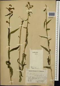 Мытник перевернутый L., Сибирь, Чукотка и Камчатка (S7) (Россия)