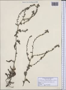 Echium angustifolium, Западная Европа (EUR) (Греция)