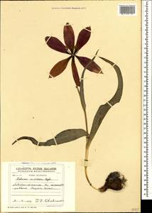 Tulipa undulatifolia var. undulatifolia, Кавказ, Азербайджан (K6) (Азербайджан)
