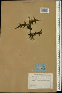 Lophiolepis ciliata subsp. ciliata, Кавказ (без точных местонахождений) (K0)