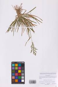 Мятлик однолетний L., Восточная Европа, Московская область и Москва (E4a) (Россия)