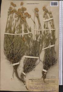 Ломелозия исетская (L.) Soják, Средняя Азия и Казахстан, Прикаспийский Устюрт и Северное Приаралье (M8) (Казахстан)