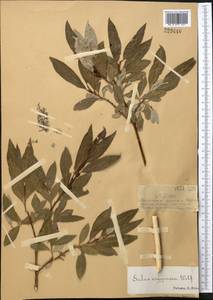 Ива серебристо-белая E. L. Wolf, Средняя Азия и Казахстан, Джунгарский Алатау и Тарбагатай (M5) (Казахстан)