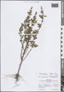 Марь белая L., Восточная Европа, Нижневолжский район (E9) (Россия)