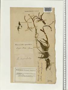 Лютик многолистный Waldst. & Kit. ex Willd., Средняя Азия и Казахстан, Прикаспийский Устюрт и Северное Приаралье (M8) (Казахстан)