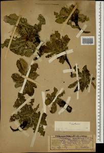 Одуванчик поздний (Waldst. & Kit.) Poir., Кавказ, Грузия (K4) (Грузия)