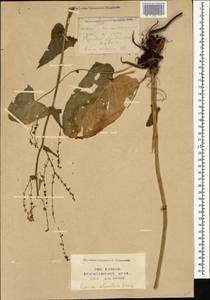 Rumex scutatus subsp. scutatus, Кавказ, Ставропольский край, Карачаево-Черкесия, Кабардино-Балкария (K1b) (Россия)