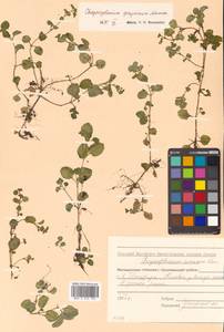 Chrysosplenium grayanum Maxim., Сибирь, Дальний Восток (S6) (Россия)