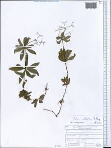 Подмаренник душистый (L.) Scop., Восточная Европа, Средневолжский район (E8) (Россия)
