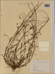 Poterium sanguisorba subsp. sanguisorba, Западная Европа (EUR) (Испания)