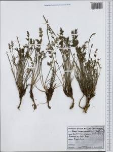 Hippomarathrum vulgare Borkh., Западная Европа (EUR)