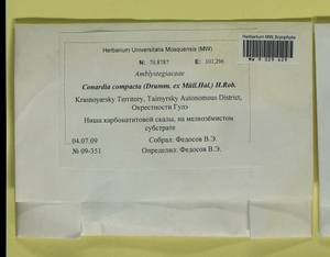 Conardia compacta (Müll. Hal.) H. Rob., Гербарий мохообразных, Мхи - Красноярский край, Тыва и Хакасия (B17) (Россия)