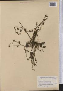 Chrysanthellum americanum (L.) Vatke, Америка (AMER) (Куба)