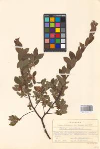 Ива черничная L., Восточная Европа, Московская область и Москва (E4a) (Россия)