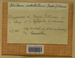 Atrichum undulatum (Hedw.) P. Beauv., Гербарий мохообразных, Мхи - Центральное Нечерноземье (B6) (Россия)