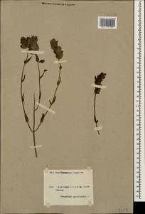 Rhinanthus serotinus var. vernalis (N. W. Zinger) Janch., Кавказ, Армения (K5) (Армения)