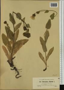 Hieracium villosum subsp. eurybasis Nägeli & Peter, Западная Европа (EUR) (Австрия)