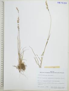 Koeleria subalpestris (Hartm.) Barberá, Quintanar, Soreng & P.M.Peterson, Сибирь, Дальний Восток (S6) (Россия)