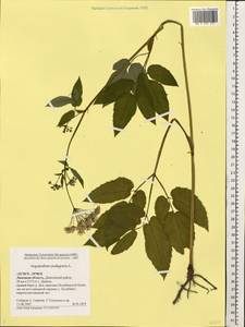 Сныть обыкновенная L., Восточная Европа, Центральный лесостепной район (E6) (Россия)