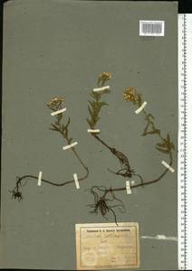 Achillea salicifolia subsp. salicifolia, Восточная Европа, Северо-Украинский район (E11) (Украина)