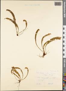 Polypodiopsida, Австралия и Океания (AUSTR) (Самоа)