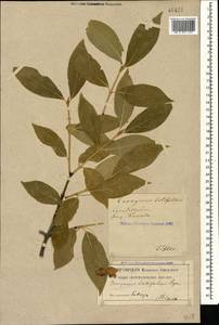 Бересклет широколистный (L.) Mill., Кавказ, Грузия (K4) (Грузия)