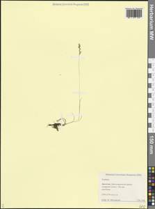 Овсяница, Кавказ, Дагестан (K2) (Россия)