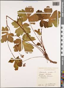 Подлесник европейский L., Кавказ, Грузия (K4) (Грузия)