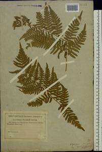 Pteridium aquilinum subsp. pinetorum (C. N. Page & R. R. Mill) J. A. Thomson, Восточная Европа, Западный район (E3) (Россия)