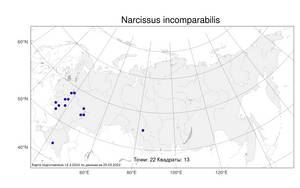 Narcissus incomparabilis, Нарцисс несравненный Mill., Атлас флоры России (FLORUS) (Россия)