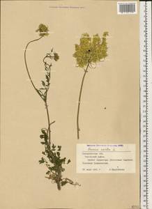 Морковь обыкновенная, Морковь дикая L., Восточная Европа, Западно-Украинский район (E13) (Украина)