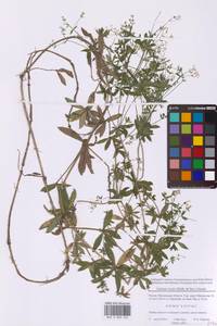 Подмаренник приручейный (Sibth. & Sm.) Griseb., Восточная Европа, Московская область и Москва (E4a) (Россия)