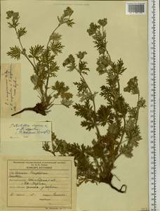 Potentilla ×angarensis Popov, Сибирь, Западная Сибирь (S1) (Россия)