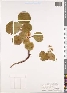 Salix nakamurana subsp. kurilensis (Koidz.) Hiroyoshi Ohashi, Сибирь, Дальний Восток (S6) (Россия)