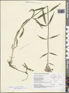 Гвоздика перистая L., Восточная Европа, Центральный район (E4) (Россия)