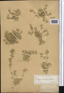 Sporobolus aculeatus (L.) P.M.Peterson, Средняя Азия и Казахстан, Муюнкумы, Прибалхашье и Бетпак-Дала (M9) (Казахстан)