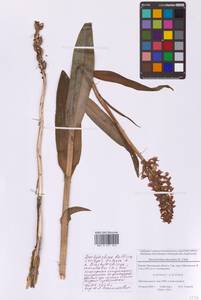 Пальчатокоренник балтийский (Klinge) H.Sund., Восточная Европа, Московская область и Москва (E4a) (Россия)