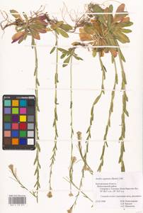 Резуха шершавая, Резуха волосистая (L.) Scop., Восточная Европа, Центральный лесостепной район (E6) (Россия)