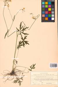 Лютик едкий L., Восточная Европа, Московская область и Москва (E4a) (Россия)