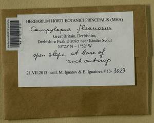 Campylopus flexuosus (Hedw.) Brid., Гербарий мохообразных, Мхи - Западная Европа (BEu) (Великобритания)