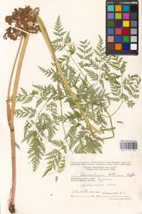 Гирчовник татарский Hoffm., Восточная Европа, Московская область и Москва (E4a) (Россия)