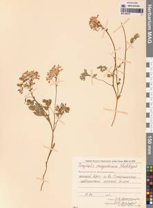 Хохлатка магаданская A.P.Khokhr., Сибирь, Чукотка и Камчатка (S7) (Россия)