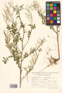 Сердечник недотрога L., Восточная Европа, Западно-Украинский район (E13) (Украина)