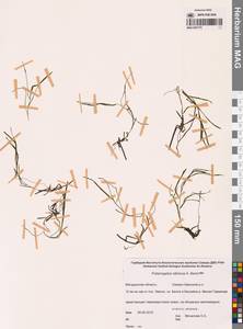 Рдест сибирский A.Benn., Сибирь, Чукотка и Камчатка (S7) (Россия)