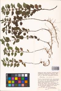 MHA 0 157 923, Мята полевая L., Восточная Европа, Нижневолжский район (E9) (Россия)