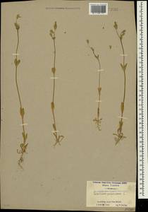 Dichodon perfoliatum (L.) Á. Löve & D. Löve, Крым (KRYM) (Россия)