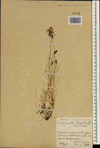 Колокольчик Лангсдорфа (A.DC.) Fisch. ex Trautv. & C.A.Mey., Зарубежная Азия (ASIA) (КНР)