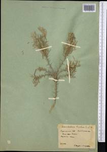 Ammodendron karelinii Fisch. & C.A.Mey. ex Ledeb., Средняя Азия и Казахстан, Каракумы (M6) (Туркмения)