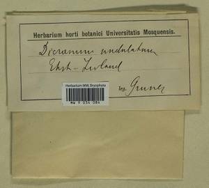 Dicranum polysetum Sw., Гербарий мохообразных, Мхи - Прибалтика (B1) (Неизвестно)